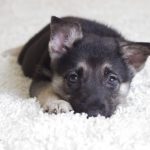 puppy on furry carpet