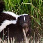 Skunk